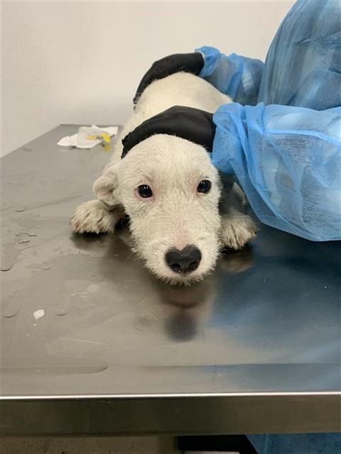 Adoptable Dog