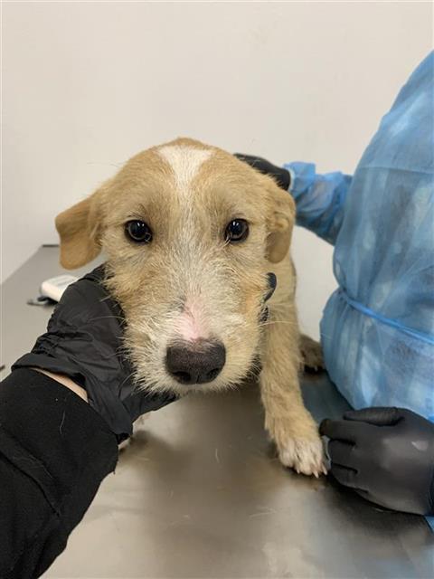 Adoptable Dog