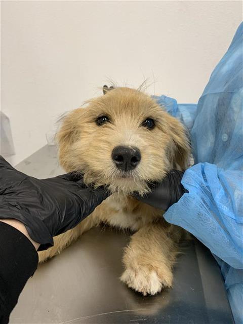 Adoptable Dog