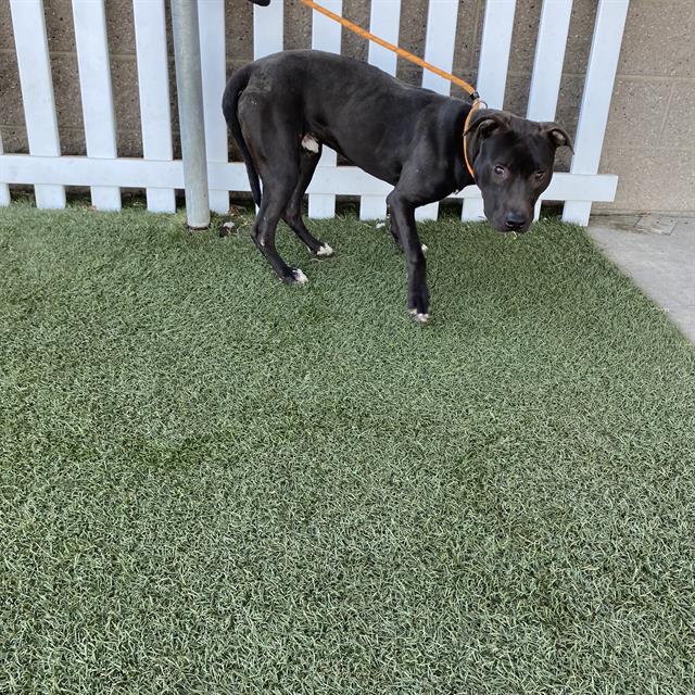 Adoptable Dog
