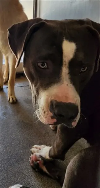 Maximus
