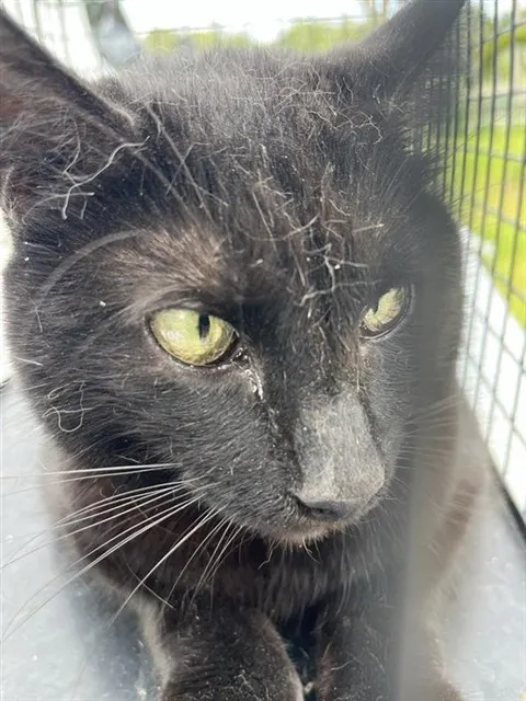Adoptable Cat