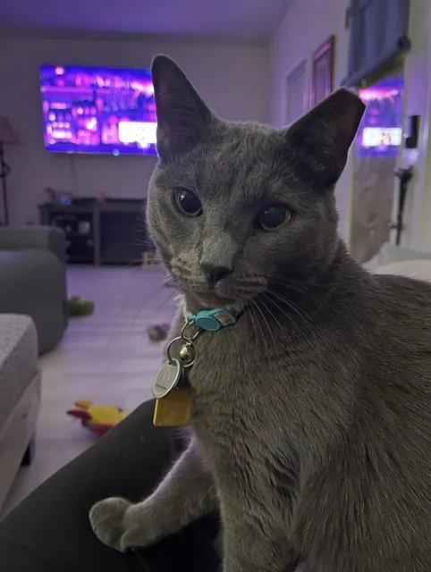 Pierre