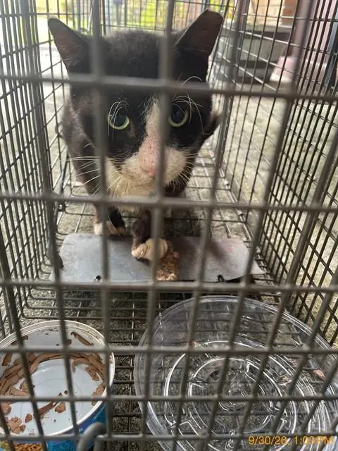 Adoptable Cat