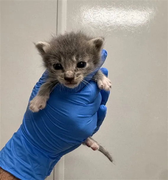 Adoptable Cat