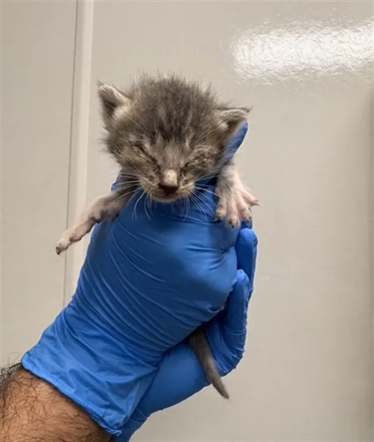 Adoptable Cat