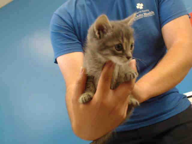 Adoptable Cat