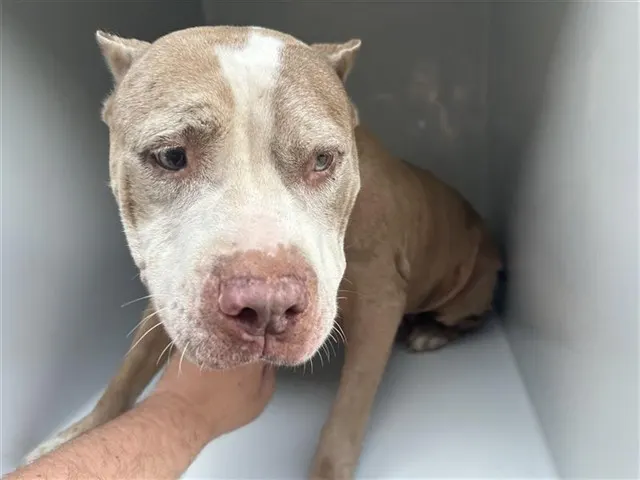 Adoptable Dog