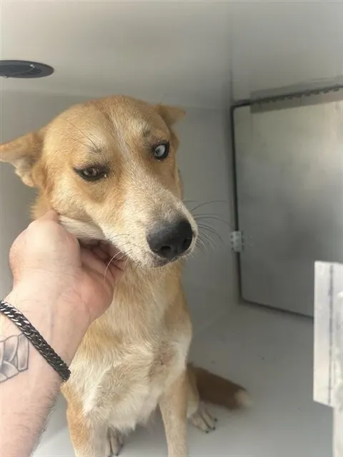 Adoptable Dog