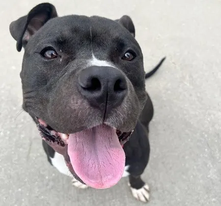 Tucker-In Foster