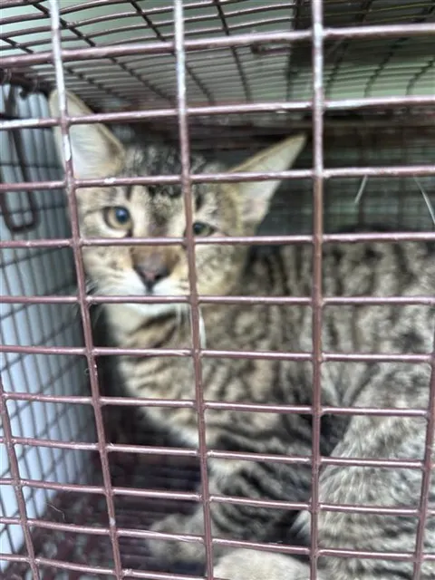 Adoptable Cat