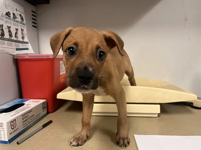 Adoptable Dog