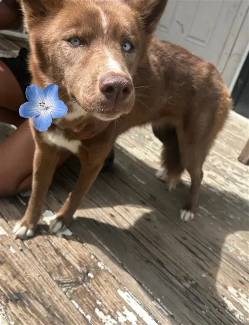 Adoptable Dog