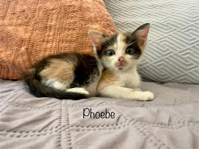Phoebe