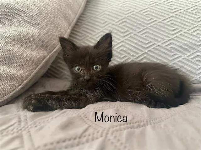 Monica