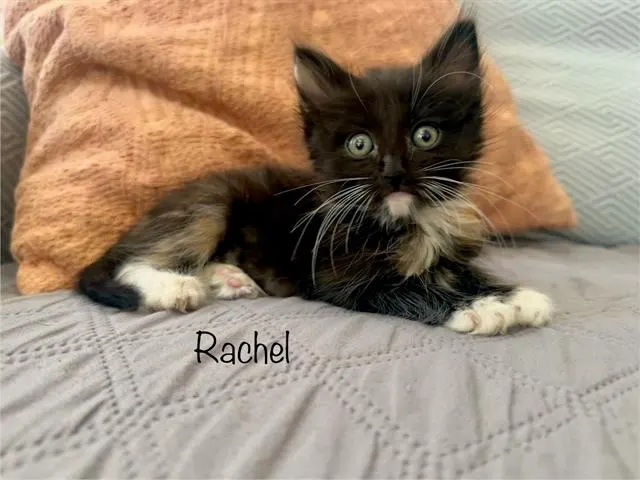 Rachel