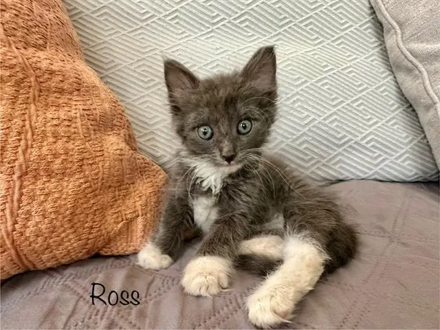 Ross