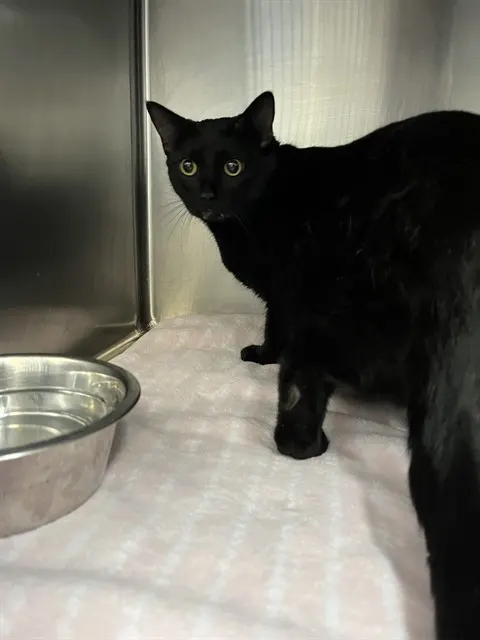 Adoptable Cat