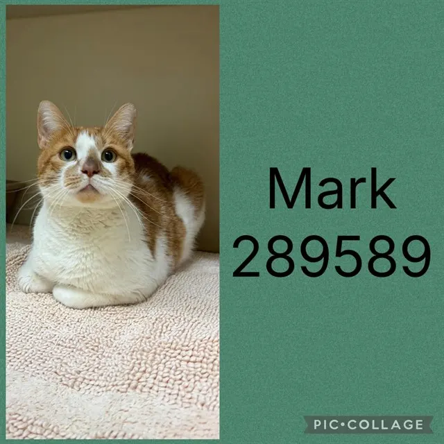 Mark