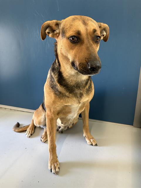 Adoptable Dog