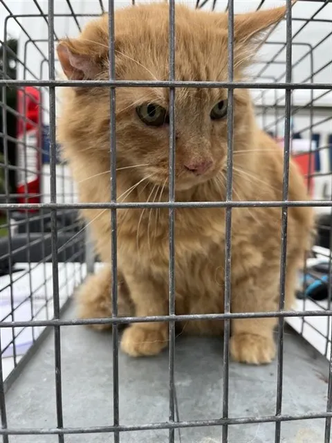 Charlie