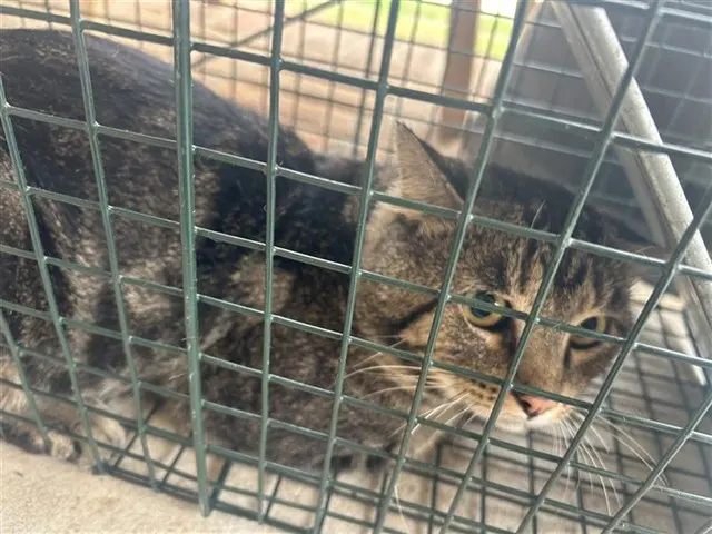 Adoptable Cat