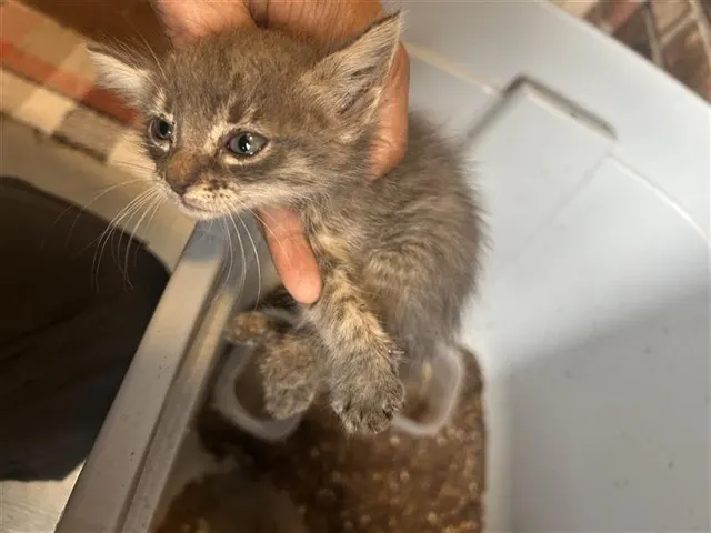 Adoptable Cat
