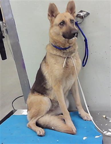 Adoptable Dog