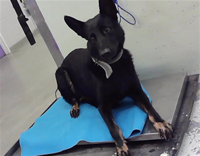 Adoptable Dog