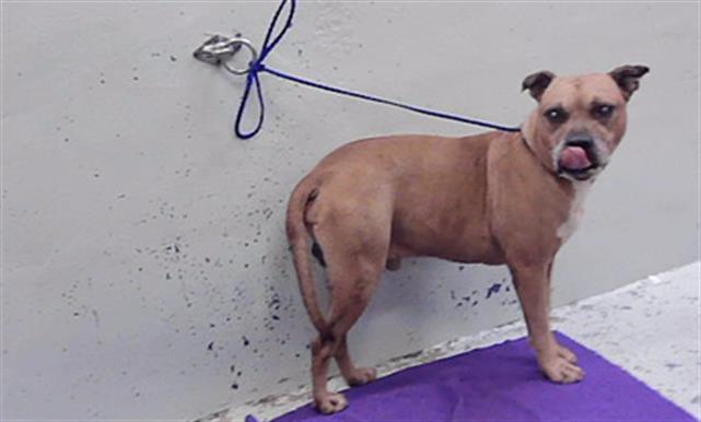 Adoptable Dog