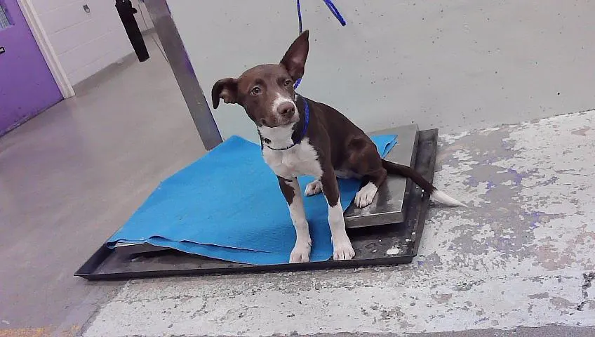 Adoptable Dog