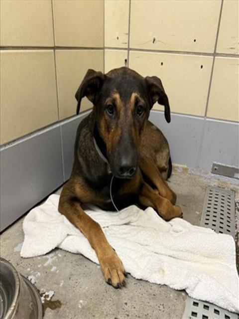 Adoptable Dog