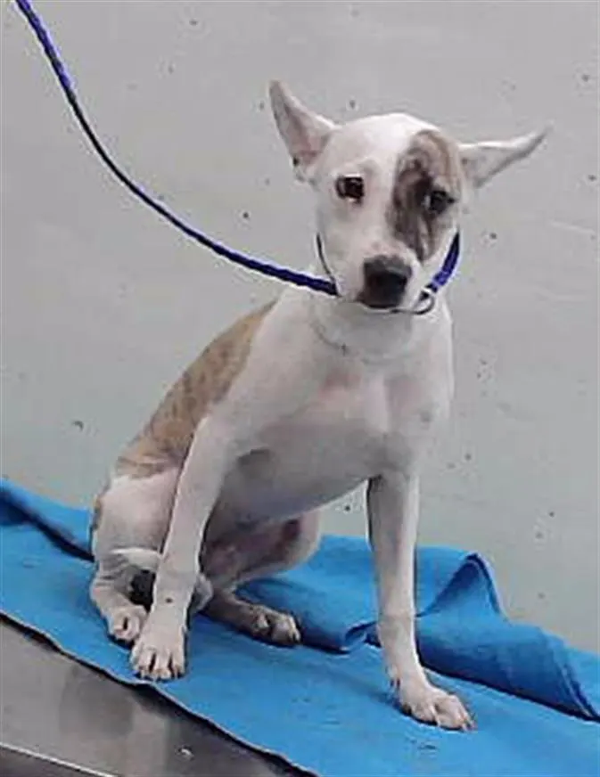 Adoptable Dog