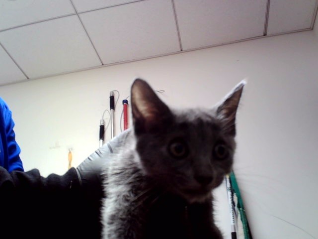 Kitten 1