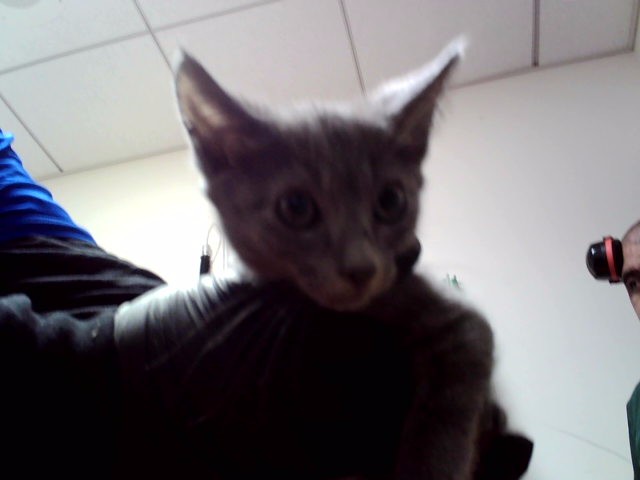 Kitten 2