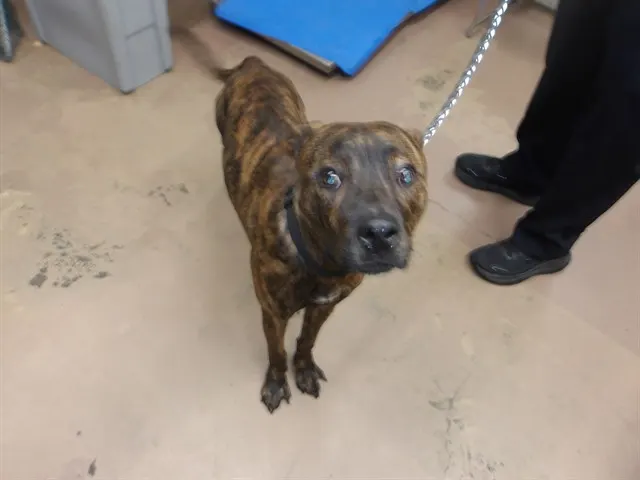 Adoptable Dog
