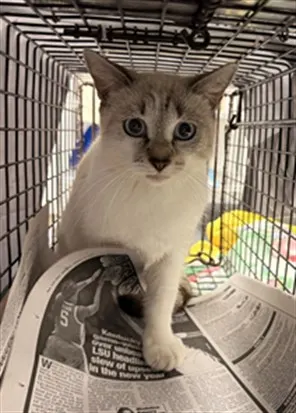 Adoptable Cat