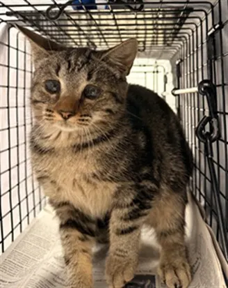 Adoptable Cat