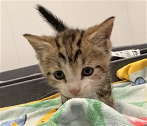 Adoptable Cat
