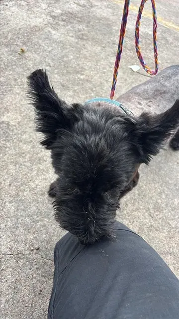 Adoptable Dog