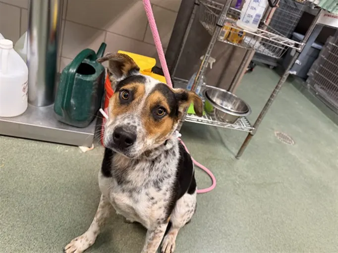 Adoptable Dog