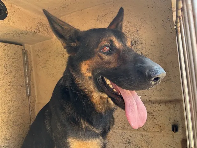 Adoptable Dog