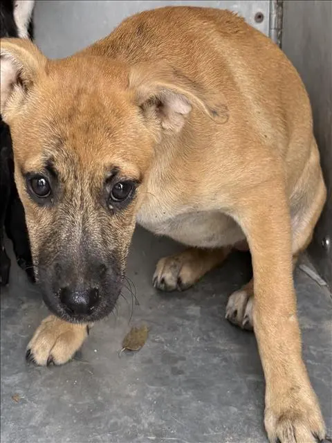 Adoptable Dog