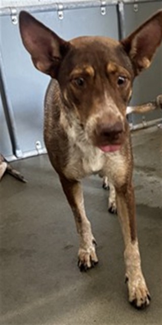 Adoptable Dog