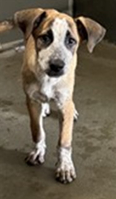 Adoptable Dog