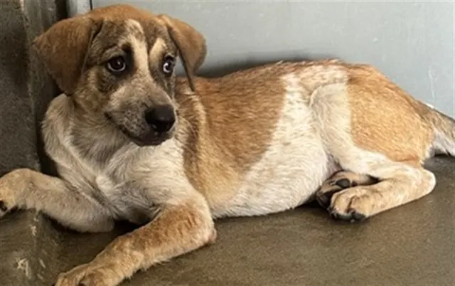 Adoptable Dog