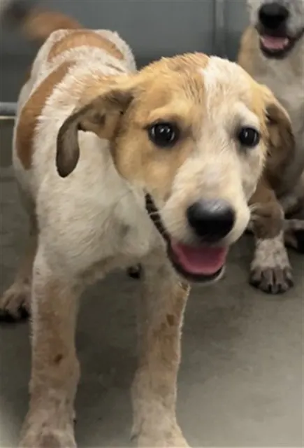 Adoptable Dog