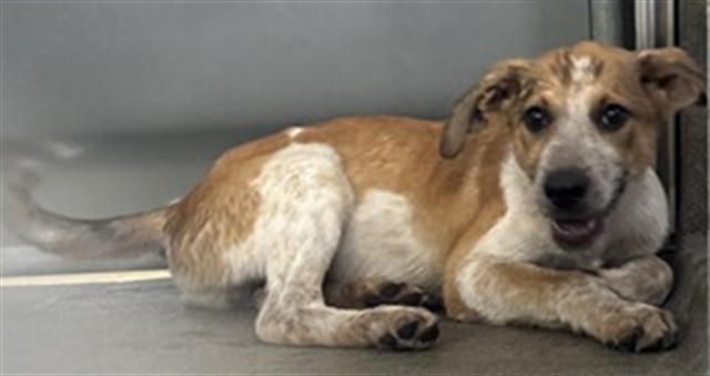 Adoptable Dog