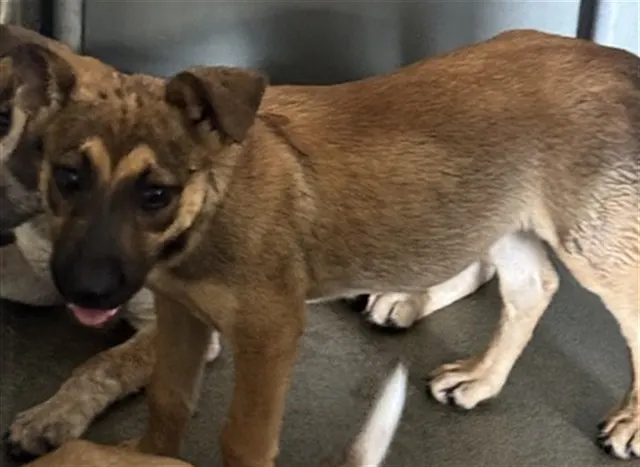 Adoptable Dog