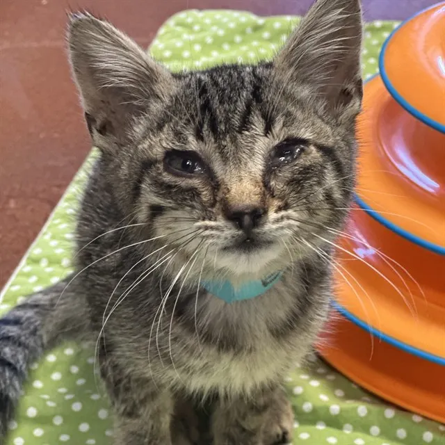 Adoptable Cat